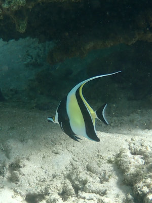 Maskerwimpelvis / Moorish Idol / Zanclidae