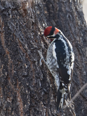 Red-naped Sapsucker / Roodneksapspecht / Sphyrapicus nuchalis