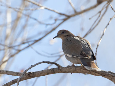 White-winged Dove / Witvleugeltreurduif / Zenaida asiatica