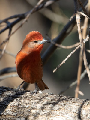 Hepatic Tanager / Noordelijke Levertangare / Piranga hepatica 