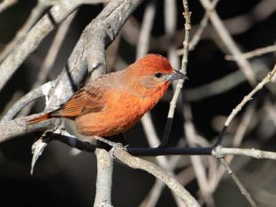 Hepatic Tanager / Noordelijke Levertangare / Piranga hepatica 