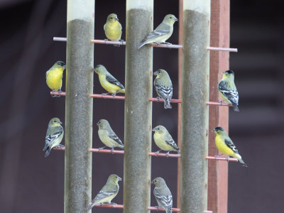 Lesser Goldfinch / Witbandsijs / Carduelis psaltria