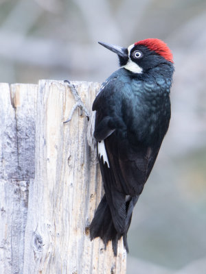 Acorn Woodpecker / Eikelspecht / Melanerpes formicivorus