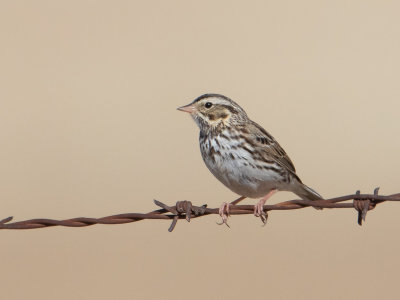 Savannah Sparrow / Savannah Gors / Passerculus sandwichensis