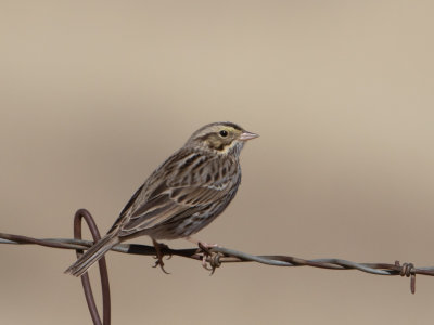 Savannah Sparrow / Savannah Gors / Passerculus sandwichensis