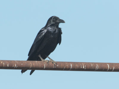 Common Raven / Raaf / Corvus corax