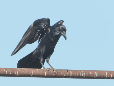 Common Raven / Raaf / Corvus corax