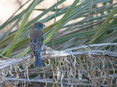 Lazuli Bunting / Lazuligors / Passerina amoena