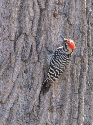Ladder-backed Woodpecker / Ladderspecht / Picoides scalaris