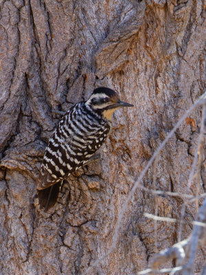 Ladder-backed Woodpecker / Ladderspecht / Picoides scalaris
