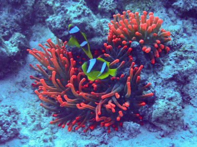 Red Sea anemonefish / Tweebandanemoonvis / Amphiprion bicinctus