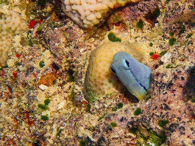 Red Sea mimic blenny / Ecsenius gravieri