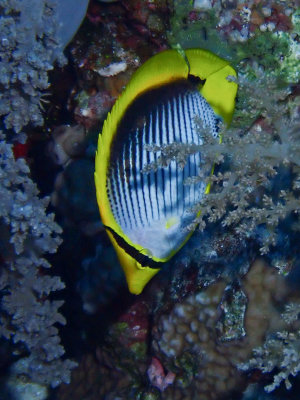 Blackbacked butteflyfish / Chaetodon melannotus