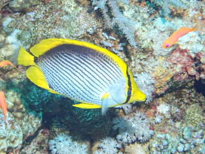 Blackbacked butteflyfish / Chaetodon melannotus