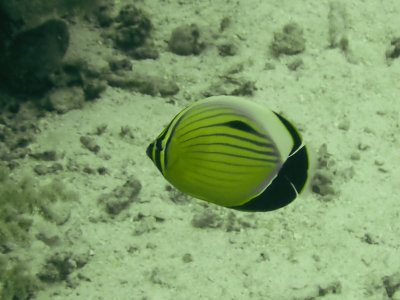 Exquisite butterflyfish / Chaetodon austriacus
