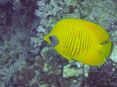 Masked butterflyfish / Gele koraalvlinder / Chaetodon semilarvatus