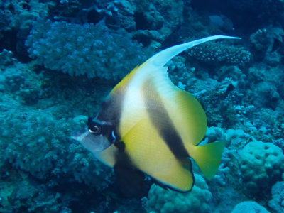 Red Sea bannerfish / Rodezeewimpelvis / Heniochus intermedius