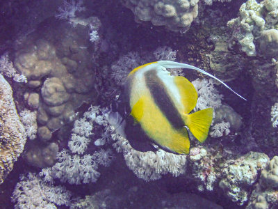 Red Sea bannerfish / Rodezeewimpelvis / Heniochus intermedius