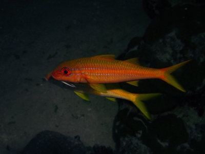 Redspot goatfish / Parupeneus heptacanthus