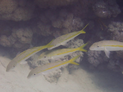 Yellowstripe goatfish / Mulloidichthys flavolineatus