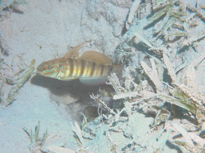 Tailspot goby / Staartvlekgrondel / Amblygobius albimaculatus