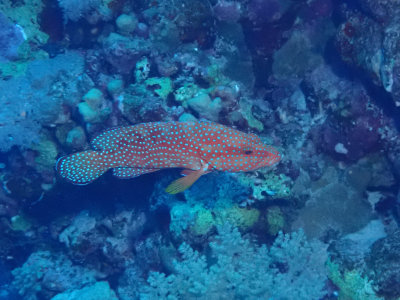 Coral hind / Rode koraalbaars / Cephalopholis miniata