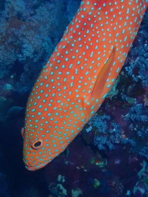 Coral hind / Rode koraalbaars / Cephalopholis miniata