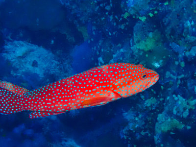Coral hind / Rode koraalbaars / Cephalopholis miniata