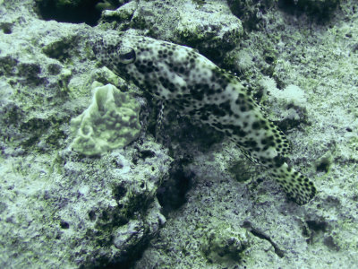 Greasy grouper / Roodvlektandbaars / Epinephelus tauvina