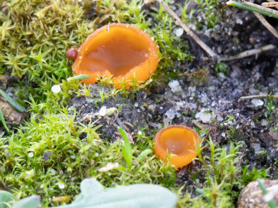 Pseudaleuria fibrillosa / Zandborstelbekertje