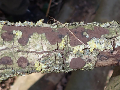 Hypoxylon petriniae / Vlakke essenkogelzwam