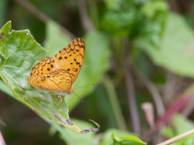 Phalanta phalantha aethiopica