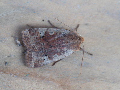 Roodkopwinteruil / Red-headed Chestnut / Conistra erythrocephala