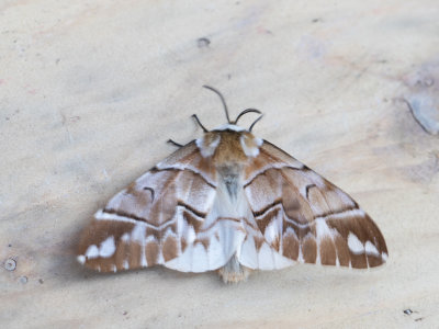 Gevlamde vlinder / Kentish Glory / Endromis versicolora