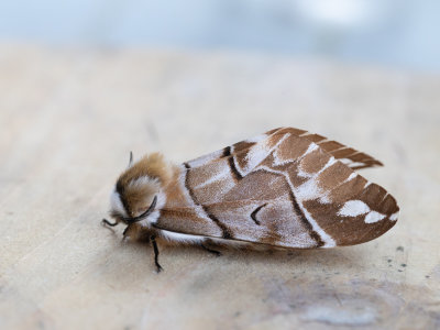 Gevlamde vlinder / Kentish Glory / Endromis versicolora