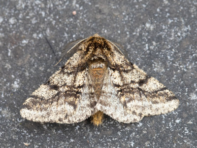 Dunvlerkspanner / Brindled Beauty / Lycia hirtaria