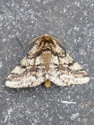 Dunvlerkspanner / Brindled Beauty / Lycia hirtaria