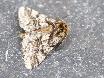 Dunvlerkspanner / Brindled Beauty / Lycia hirtaria