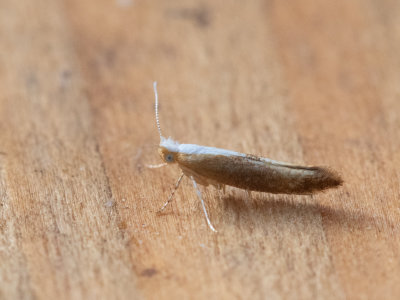 Sleedoornpedaalmot / Argyresthia albistria