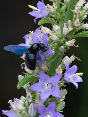 Blauwzwarte houtbij / Xylocopa violacea