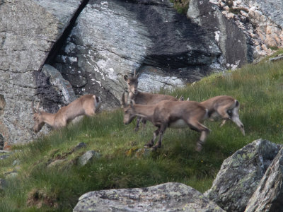 Alpensteenbok / Capra ibex 