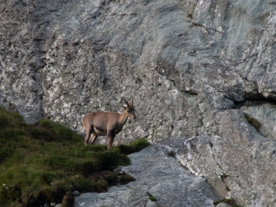 Alpensteenbok / Capra ibex 