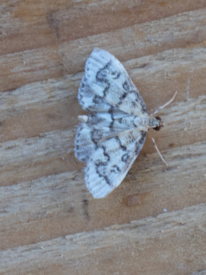 Metasia ophialis