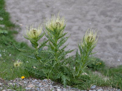 Cirsium spinosissimum / Spiniest Thistle