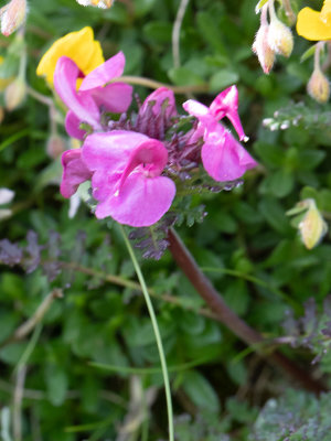Pedicularis rostratocapitata / Long-nosed lousewort