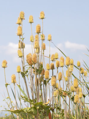 Slipbladkaardenbol / Dipsacus laciniatus