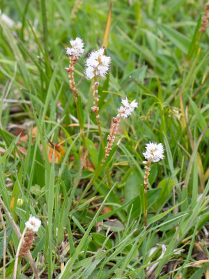Knolduizendknoop / Polygonum viviparum