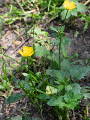 Kruipende boterbloem / Ranunculus repens 