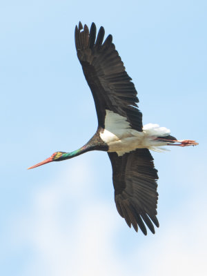 Zwarte ooievaar / Black Stork / Ciconia nigra