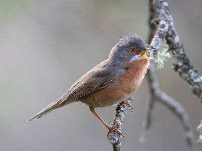 Westelijke Baardgrasmus / Subalpine warbler / Sylvia cantillans